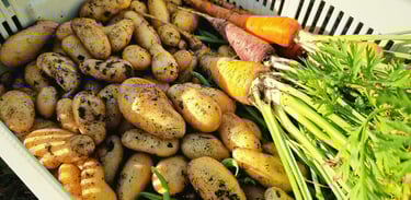 Panier de légumes frais fraichement récolté à la ferme gourmande
