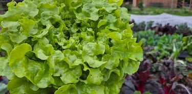 Salade de la ferme gourmande
