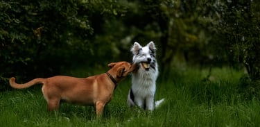 Doğada oyun oynayan iki köpek, sağlıklı ve mutlu anlar yaşıyor.
