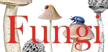 Mushroom illustrations