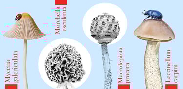 Mushroom illustrations