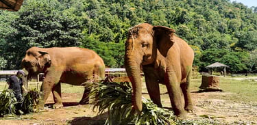 Elephant Nature Park