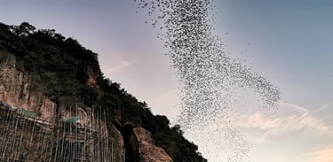 Bat cave Phnom Samov