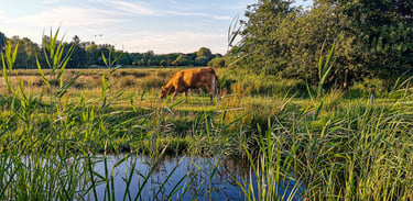 Loosdrechtse plassen