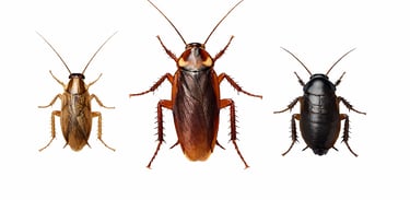 GERMAN ROACH , AMERCAN ROACH, ORIENTAL ROACH 