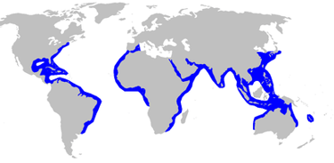 Répartition géographique requin marteau halicorne