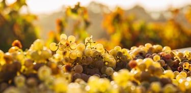 organic wine grape vineyard