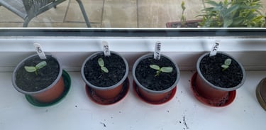 a row of plant seedlings in pots on a window sill