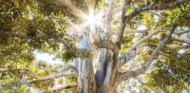 Consultante wellness