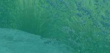 Virtuscapes Admin Services
