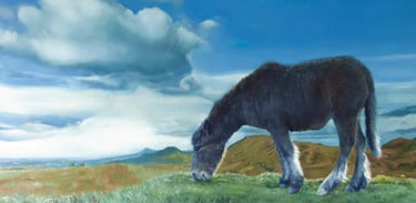 Wild Pony on the Longmynd © SJ Miller 2024