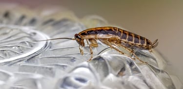 German cockroach on an upturned glass bowl
