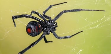 Female Red Back spider