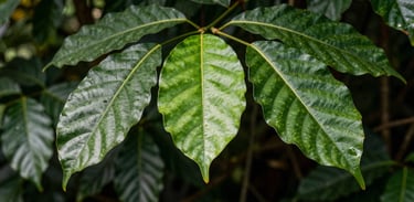 A close-up of healthy green leaves in a Southeast Asian jungle with sunlight filtering through, clean and crisp photography emphasizing natural textures.