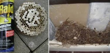 wasp and bird nest removal in Bonita Springs