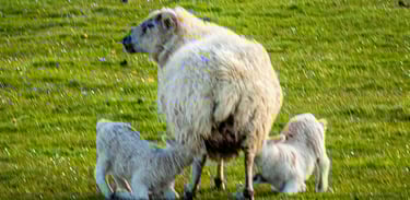 Sheep with Lambs