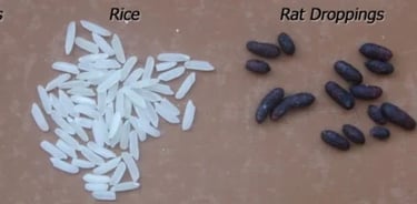Rat Droppings