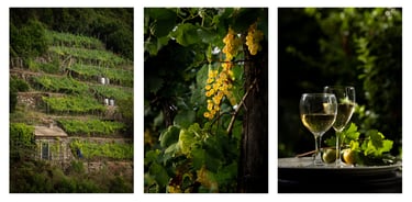 Vignoble