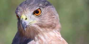 This is the Cooper's Hawk that sparked my interest in birding.