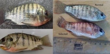 Tilapia Lake Virus (TiLV)