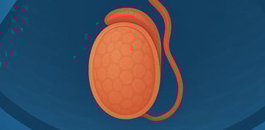 Ecografia testicolare Qualiano - Esame scrotale specialistico Dott. Picascia