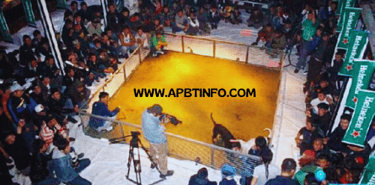 fighting pit bull ring pit fight dog