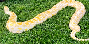amelanistic albino burmese python