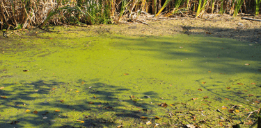 Green pond with algae