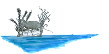 Draw of a shrew in an island, by Blanca Moncunill-Solé CC BY-NC-ND 4.0