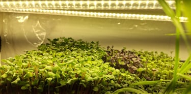 a picture of Early Greens microgreens nursery