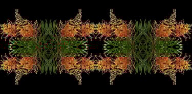 a picture of a flower arrangement of grevillea Australian Native Flowers, Grevillea Flowers, flowers