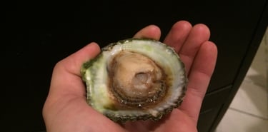 live oyster!