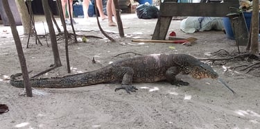 krabi hong island monitor lizard