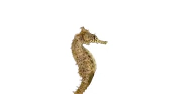 Seahorses