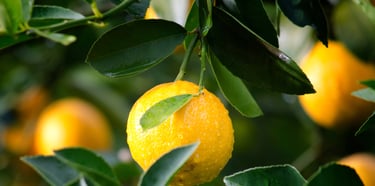 Natural Fruit Solids