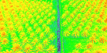 revision espectral de cultivo de palma de aceite