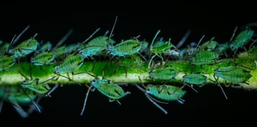 Green aphids