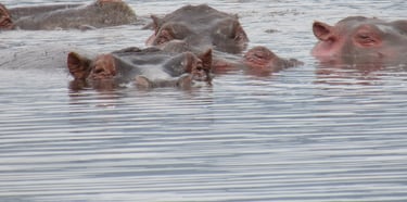 a group of hippopopo in Ngorongoro lake available in Ngorongoro Crater
