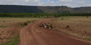 Monkeys looking for their meals in Lake Manyara National Park