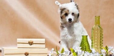 Chinese Crested puppies for sale