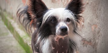 Chinese Crested puppies for sale