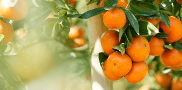 Freshly Squeezed Unpasteurized Juice