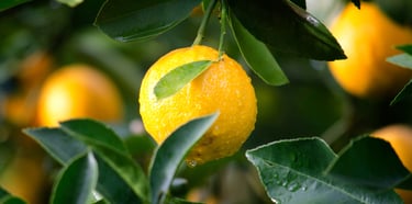 Natural Fruit Solids