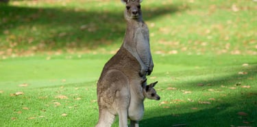 Kangaroo with baby in the pouch