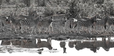Etosha