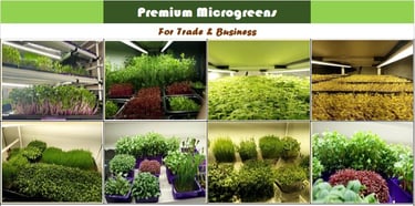Indoor vertical farm growing various premium microgreens in trays under LED grow lights for trade and business.