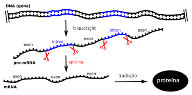 íntros, éxons e splicing