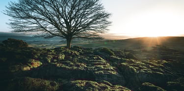 sunlight glowing on a rock formation with a tree