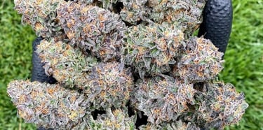 Best cannabis buds malta