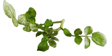 watercress